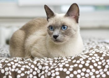 Comment punir un chat siamois ?