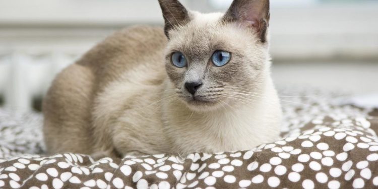 Comment punir un chat siamois ?