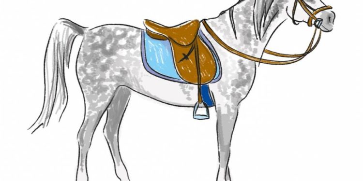 Comment calmer un cheval entier ?
