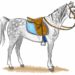 Comment calmer un cheval entier ?