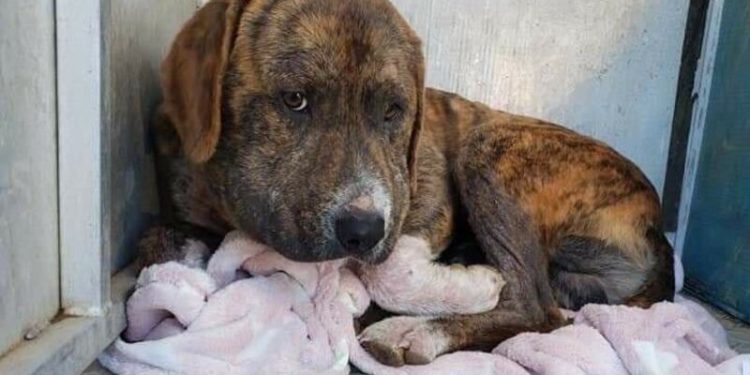 Quand un chien a du mal à respirer ?