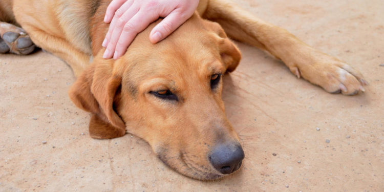 Comment mesurer la respiration d'un chien ?
