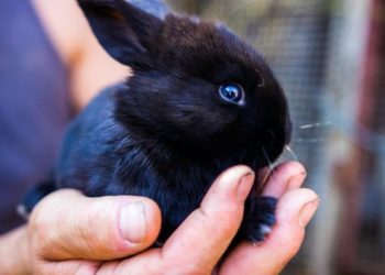 Est-ce normal qu'un lapin tremble ?