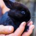Est-ce normal qu'un lapin tremble ?