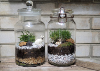 Quelle plante fermée pour faire un terrarium ferme ?