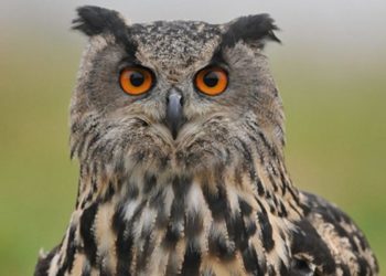 Est-ce que le hibou est un mammifère ?
