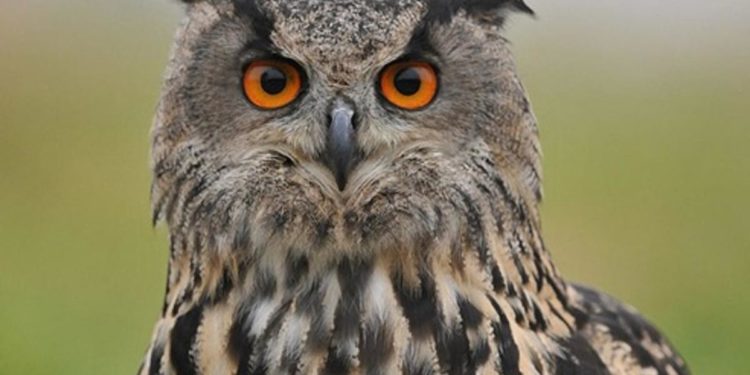Est-ce que le hibou est un mammifère ?