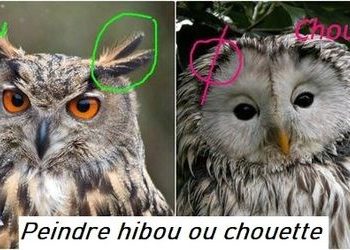 Comment s'appelle le cri d'un hibou ?