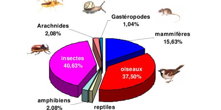 Quel est le message de la chouette ?