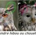 Comment s'appelle le cri d'un hibou ?