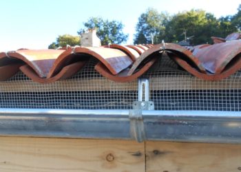 Quel oiseau niché sous les tuiles ?