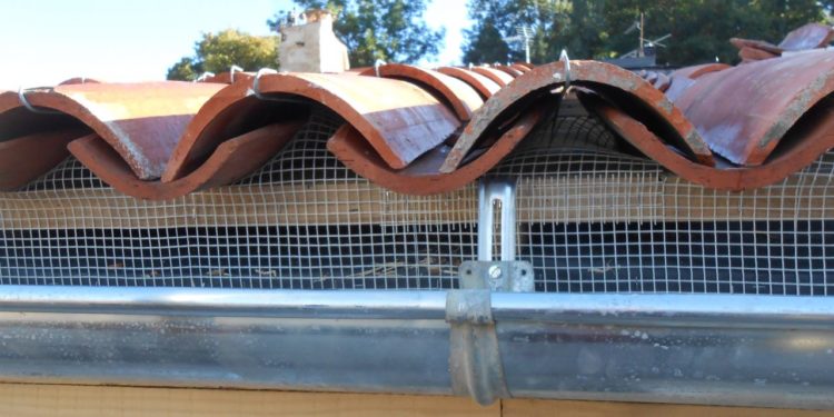 Quel oiseau niché sous les tuiles ?