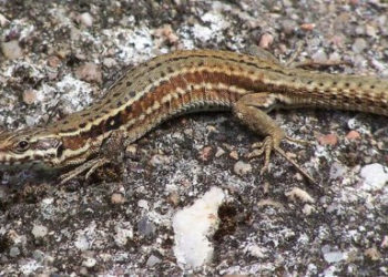Pourquoi les lézards rentre dans la maison ?