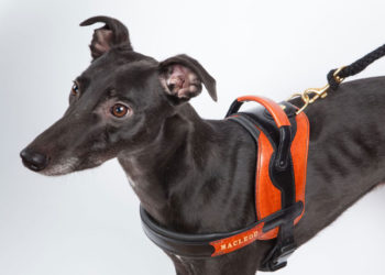 Quel harnais pour un lévrier ?