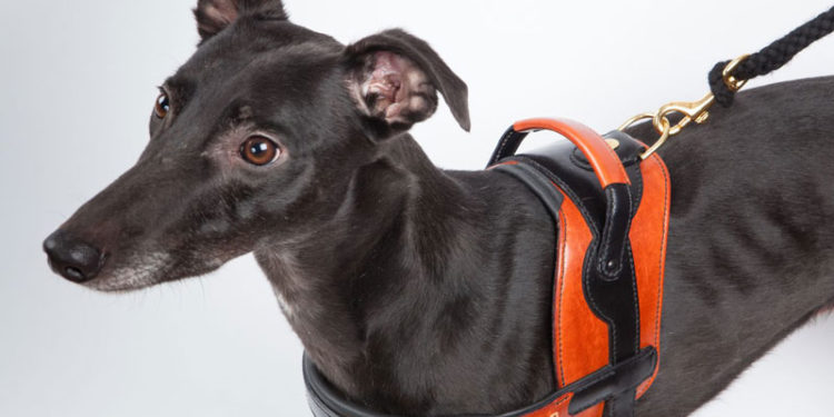 Quel harnais pour un lévrier ?
