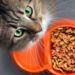Quel quantité de pâte donner à son chat ?