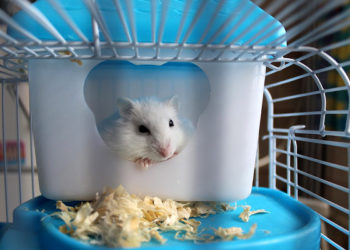 Est-ce que les hamster sont sales ?