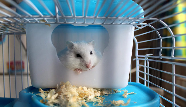 Est-ce que les hamster sont sales ?