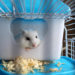 Est-ce que les hamster sont sales ?