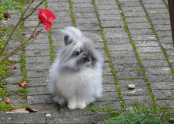 Comment savoir de quelle race est son lapin ?