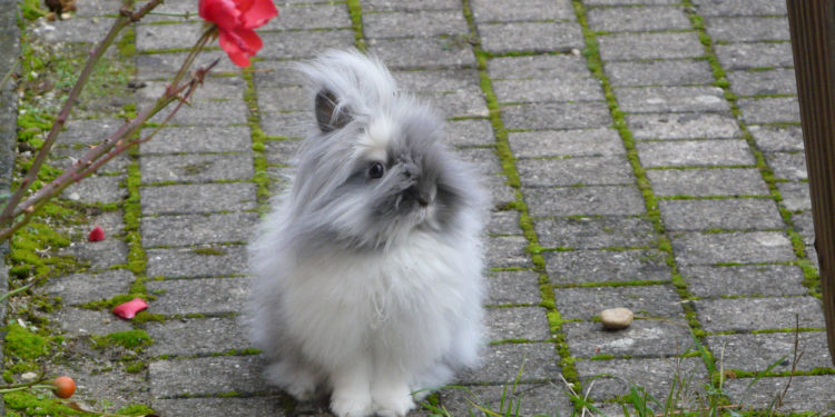 Comment savoir de quelle race est son lapin ?