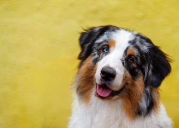 Quel est le meilleur chien de taille moyenne ?