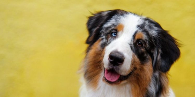 Quel est le meilleur chien de taille moyenne ?