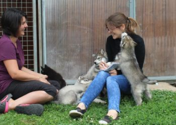 Comment choisir le nom de son élevage canin ?