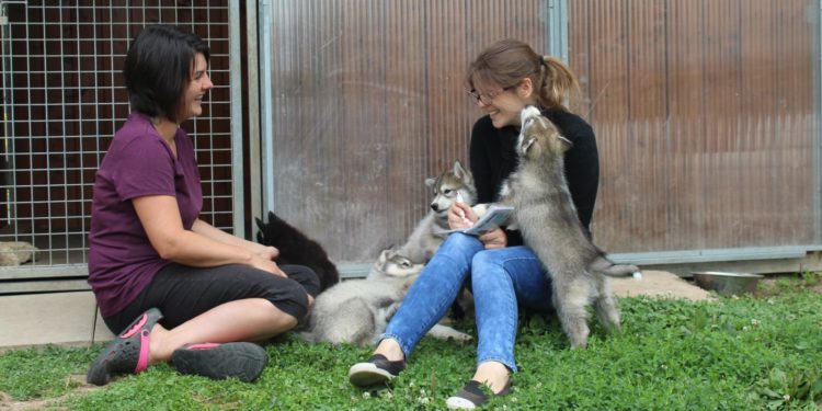 Comment choisir le nom de son élevage canin ?
