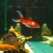 Comment appeler ses poissons ?