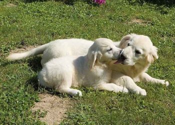 Quel nom donner à son chien ?