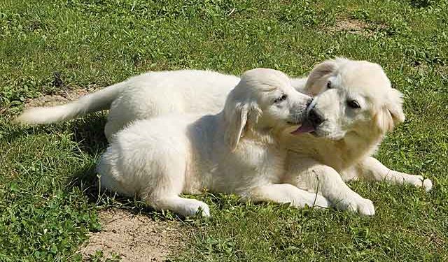 Quel nom donner à son chien ?