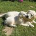 Quel nom donner à son chien ?