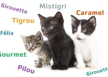 Quel nom pour les chats ?