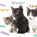 Quel nom pour les chats ?