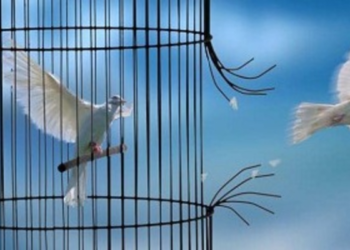 Quel oiseau Peut-on avoir en cage ?