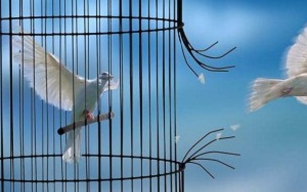 Quel oiseau Peut-on avoir en cage ?