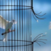 Quel oiseau Peut-on avoir en cage ?