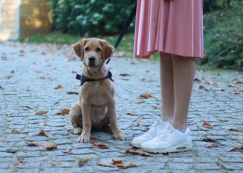 Quel chien de grande taille peut vivre en appartement ?