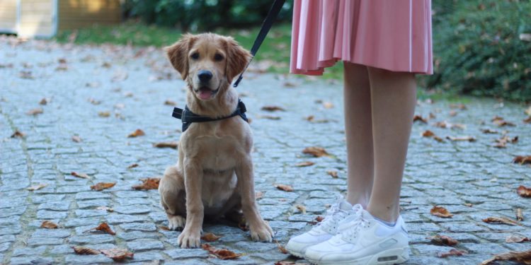 Quel chien de grande taille peut vivre en appartement ?