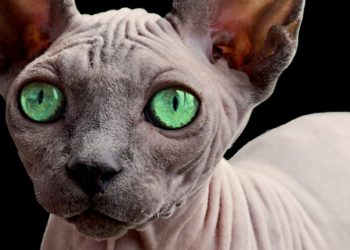 Comment avoir un chat sans poil ?