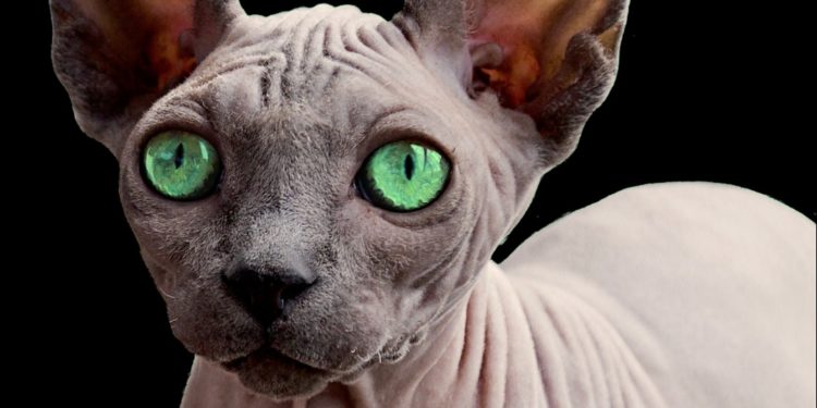 Comment avoir un chat sans poil ?