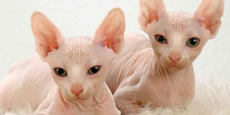 Quel est le caractère du chat sphynx ?