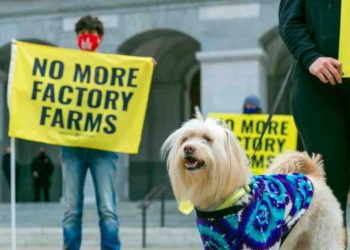 Quel chien Peut-on emmener partout ?