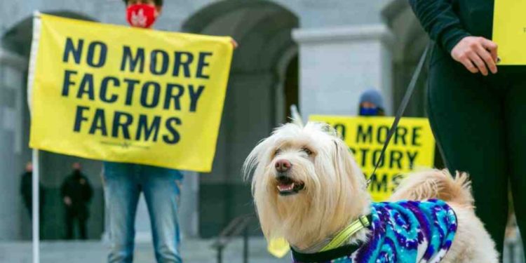 Quel chien Peut-on emmener partout ?