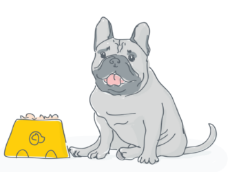 Quelles sont les caractéristiques d'un bouledogue français ?