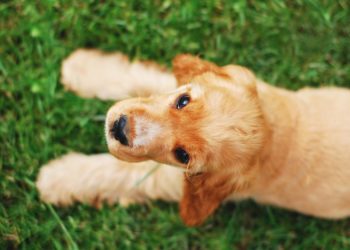 Comment choisir son chiot cocker ?