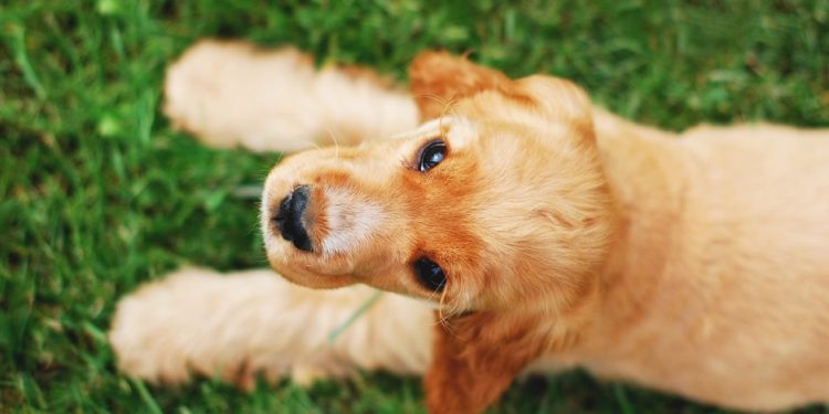 Comment choisir son chiot cocker ?