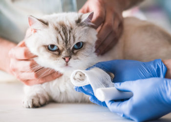 Comment soigner plaie patte chat ?