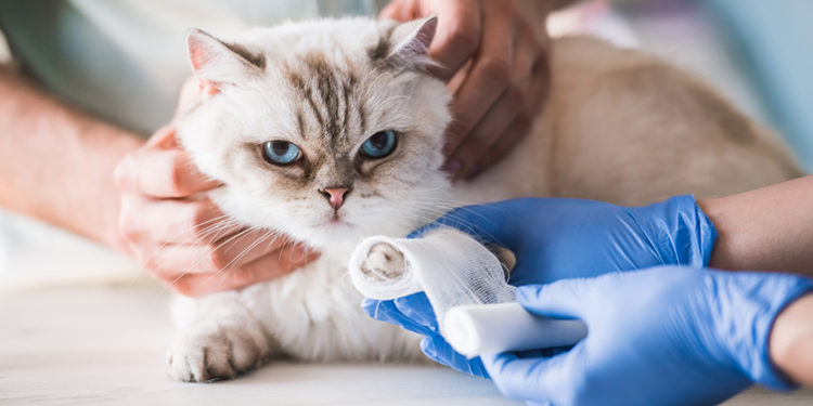 Comment soigner plaie patte chat ?